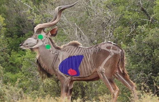 Kudu Shot Placement When Hunting Plains Game In Africa