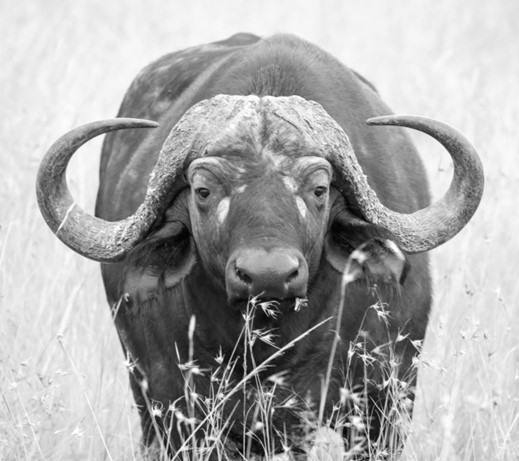 Buffalo Hunting In Zambia: A Bucket List Activity