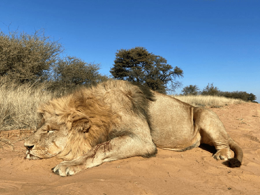 Hunting Lion In Africa: The Top Three African Destinations