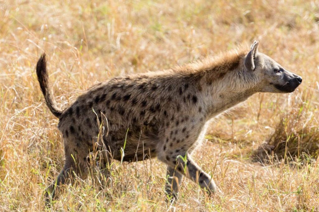 Hyena Hunting
