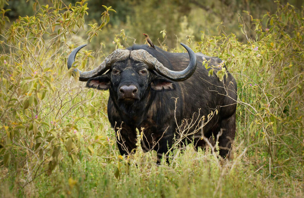 Hunting Cape Buffalo In South Africa
