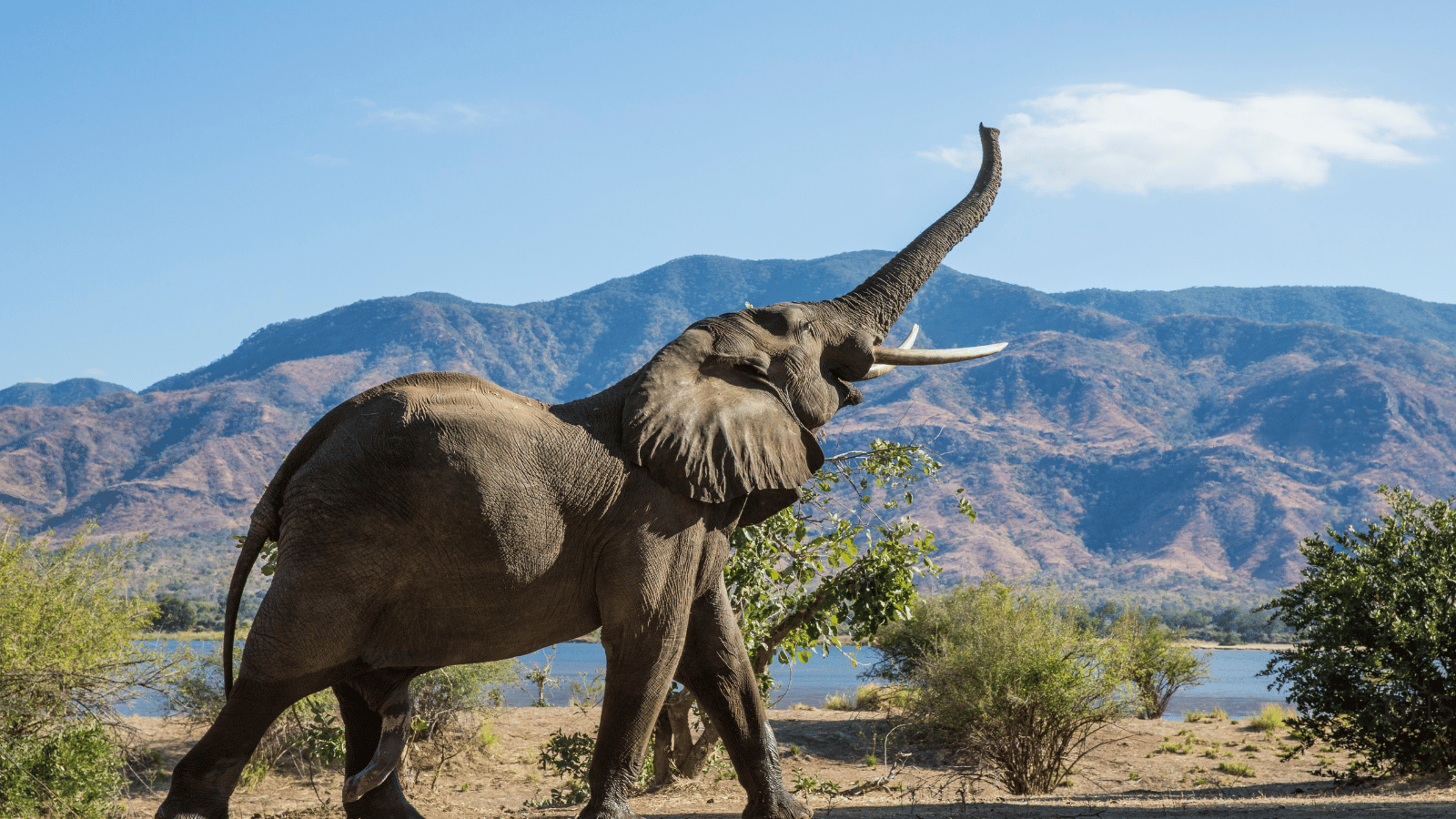 Elephant Hunting in Africa for Texas Trophy Seekers