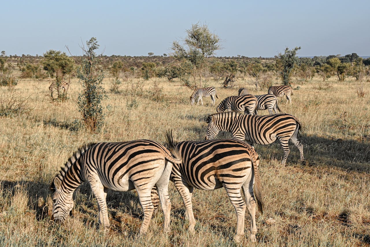 Hunting in South Africa: Discovering Mpumalanga 