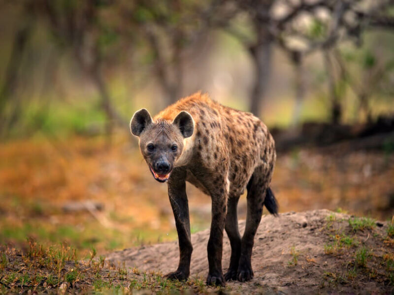 Hunting Specialty Animals in Africa - Spotted Hyena