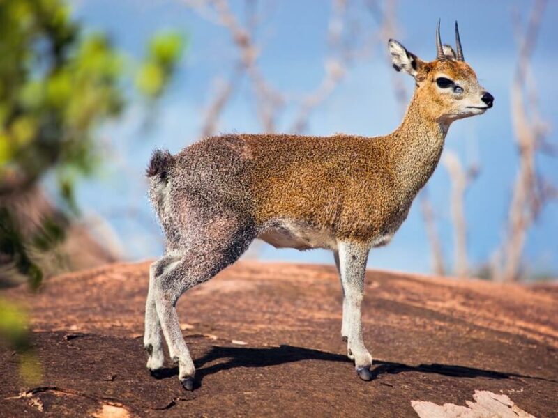 Hunting Small Antelope, Klipspringer