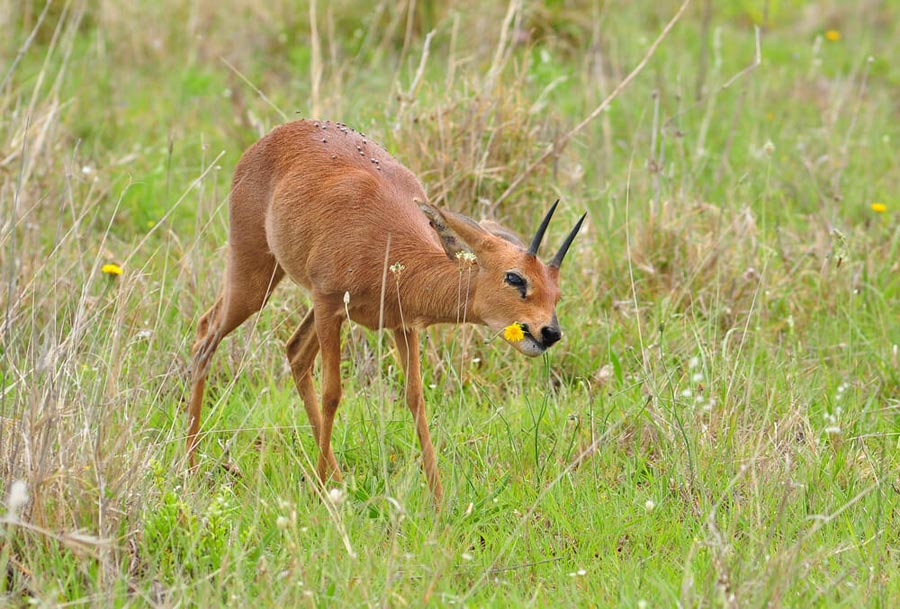 Hunting Small Antelope Grysbok in Africa