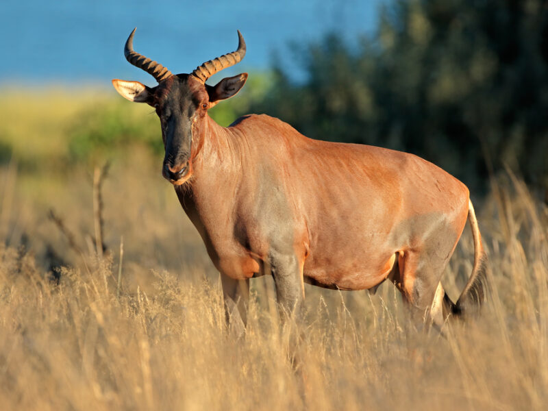 Hunting Tsessebe Antelope in Africa
