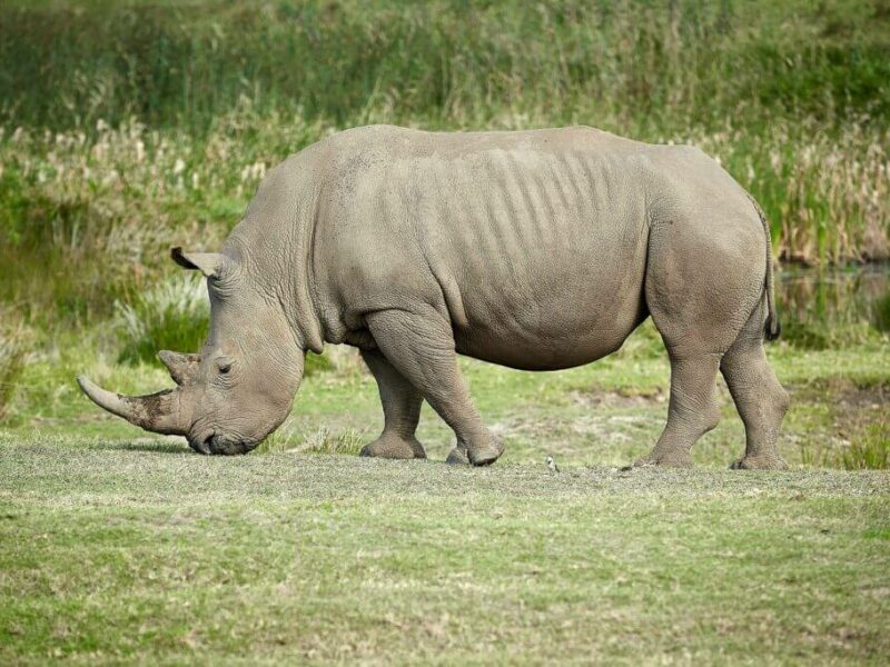 Rhino Hunts in Africa