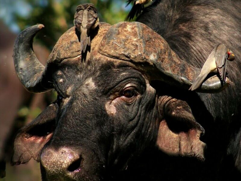 Hunting Buffalo in Africa (Image courtesy of Gillian Meier)