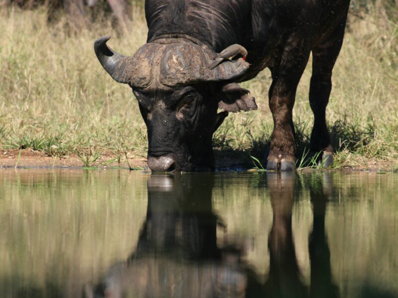 Buffalo Drinking Water (Image Courtesy of Gillian Meier)