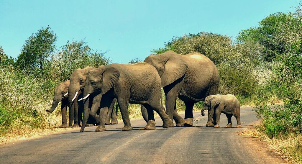 Elephant Herd (Credit Gillian Meier)