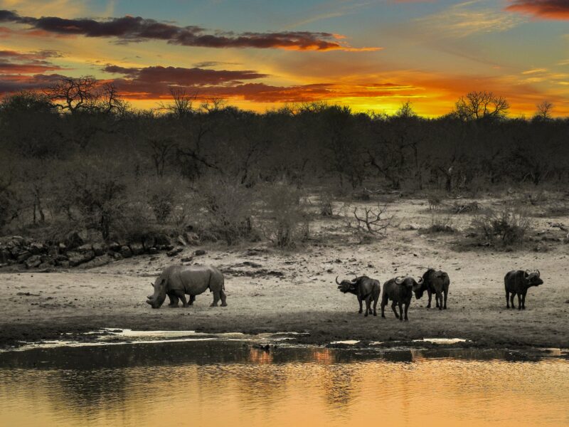 Africa is the world’s greatest game hunting destination, with over 180 species available.