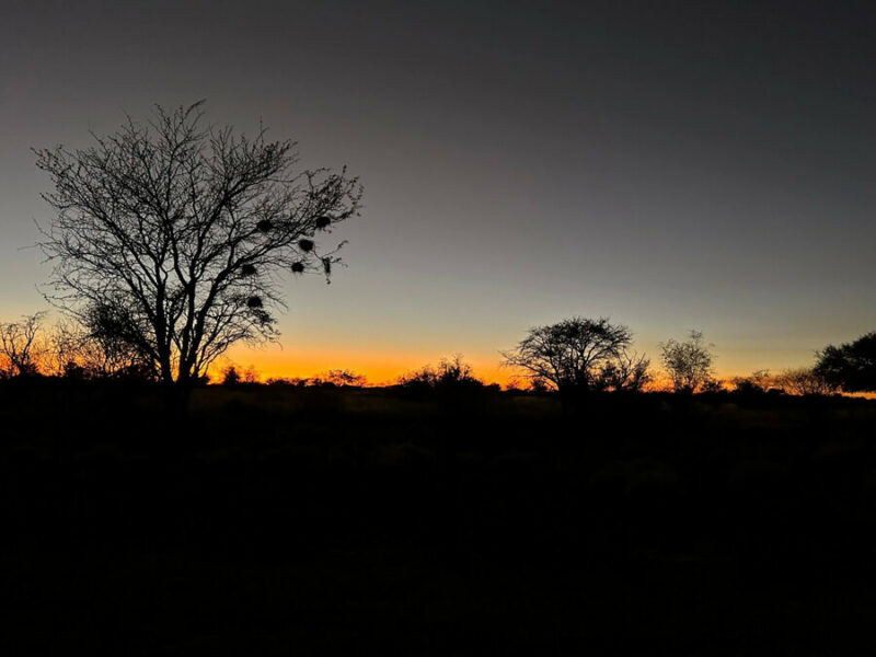 African Plains Game Hunting in South Africa