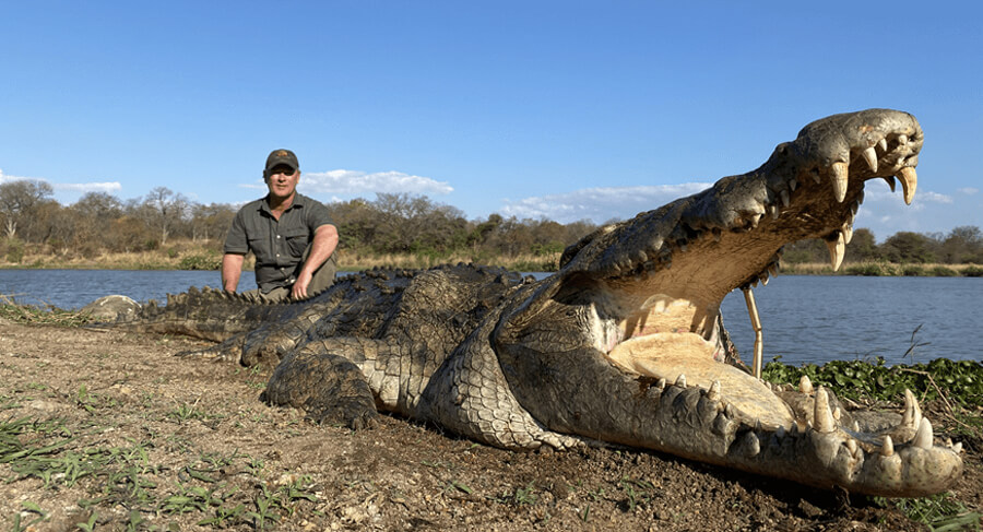 14,9ft Nile Crocodile bagged when big game hunting in Mozambique