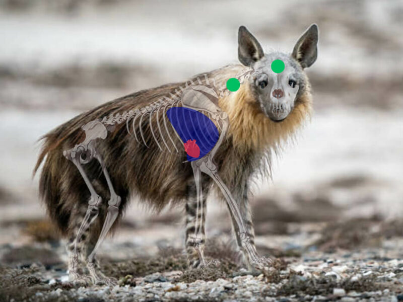 Brown Hyena Side View Shot Placement