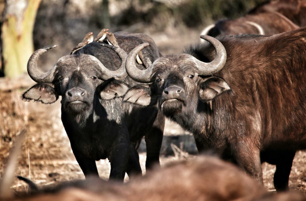 Cape buffaloes are difficult to target on a game hunting safari and shot placement is paramount, to ensure that they stay down.