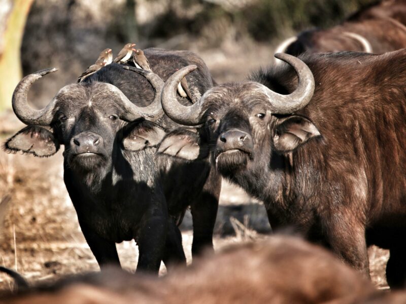 Cape buffaloes are difficult to target on a game hunting safari and shot placement is paramount, to ensure that they stay down.