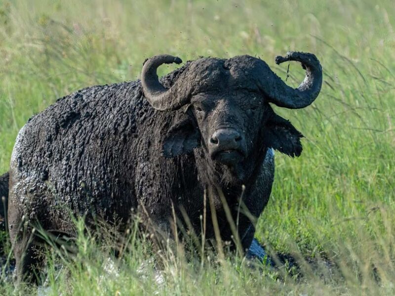 Hunting Cape Buffalo in Africa - Dagga Boy