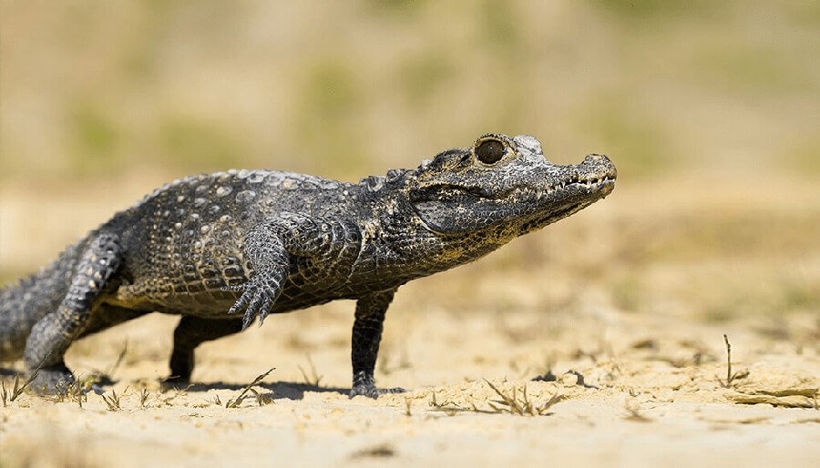Dwarf crocodiles are native to tropical regions of sub-Saharan West Africa and Central Africa.