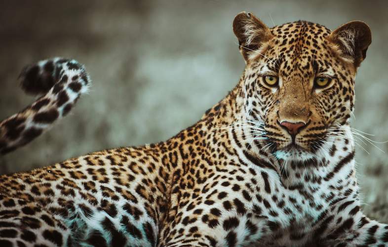 When targeting big game species, especially dangerous game like the leopard, your shot placement needs to be exceedingly accurate.