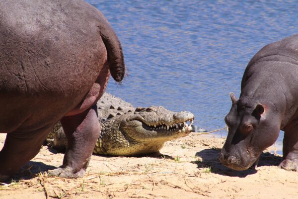 Dangerous 7 members the hippo and Nile Crocodile occupy the same habitat.