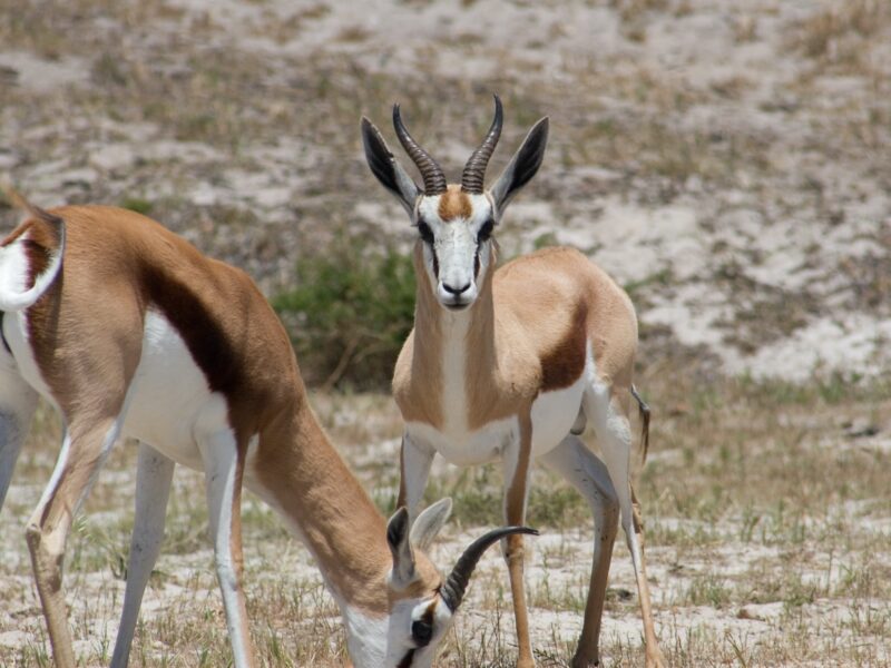 Known for its amazing speed, the springbok is a popular African game hunting trophy.