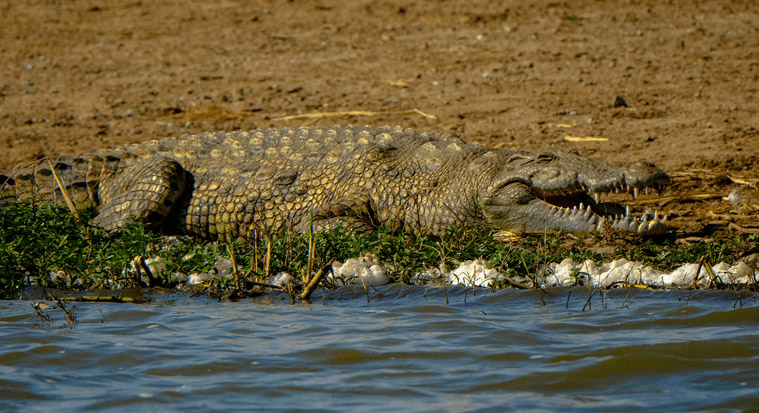 Dangerous game hunting in Africa usually targets the infamous Nile Crocodile. The Nile crocodile has a broad snout that is more noticeable on older animals and is a large and extremely aggressive cold-blooded reptile that is not capable of feeling any pain.  These crocodiles are native to African freshwater habitats and are present in twenty-six countries. The adult male crocodile is 11-16 feet long and can weigh up to 2,200 pounds.  They are opportunistic apex predators and can wait for anything from a few hours to weeks for the suitable moment to attack. Nile crocodiles have a powerful bite that is unique among all animals, with a grip that is almost impossible to loosen and a great advantage when holding large animals under water. The crocodile has around 64-68 razor sharp, large teeth and powerful tail with an immense appetite for anything that moves. It is not too picky in terms of food sources. They are relatively social, sharing basking areas and large food sources. Hatchlings get protected for a short period of time but hunt for themselves and not fed by their parents. These creatures are the most dangerous species of crocodile and are responsible for hundreds of human deaths every year.  The stomach contents of most Nile crocodiles is extremely vile to say the least! Stomach contents found are known to contain items such as shoes, clothes, bones and even rocks. The stomach acids are strong enough to dissolve almost anything, and the content is sought after in certain cultures by witch doctors and traditional healers.   The Nile crocodile has an extraordinary swimming speed 48-56 miles per hour. This swimming ability, paired with its fierce demeanor, bad attitude, blood thirsty instincts and sharp teeth, ensure that it is a force with which to be reckoned for unfortunate prey everywhere. They are not only fast and efficient killing machines, but live to be more than 100! For hunters planning on hunting crocodile during their dangerous game hunt in Africa, you should be aware that crocodiles are certainly not picky when it comes to food, and you may well become the croc’s next meal if you aren’t careful! Even as an apex predator, the Nile crocodile is one of the few reptile species where the male is known to contribute to parental care. Who would have thought this cold-blooded water monster had a soft spot for its young! 