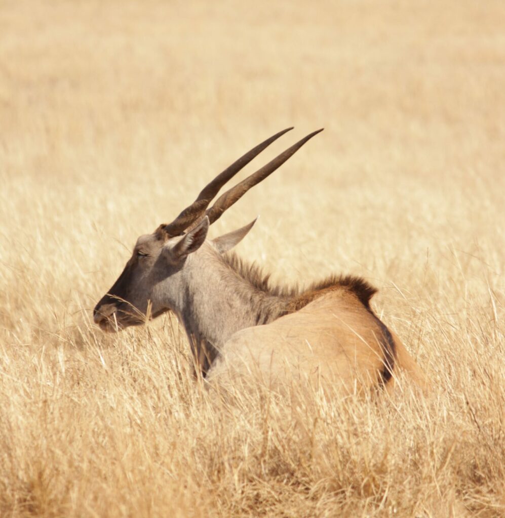 Plains game hunting occurs in the southern and central parts of the Namibia.