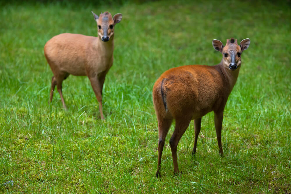 Red duiker hunting in Africa