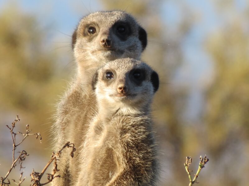 Botswana at a Glance, Meerkat
