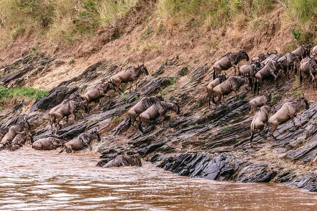 The blue wildebeest migrate annually in search of food and water. They are the most popular African plains game antelope to hunt.