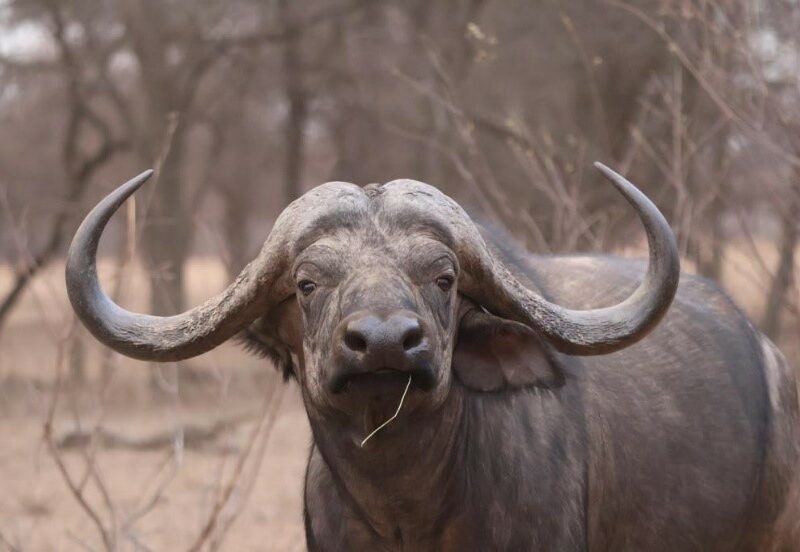 Young Cape Buffalo Bull