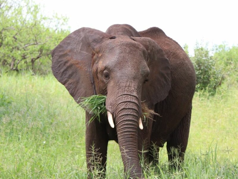 Close up of Elephant eating