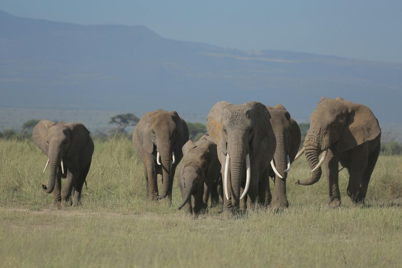 Herd of elephants walking across the African savanna.