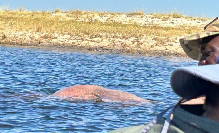 Hunted hippo that has now surfaced and floating