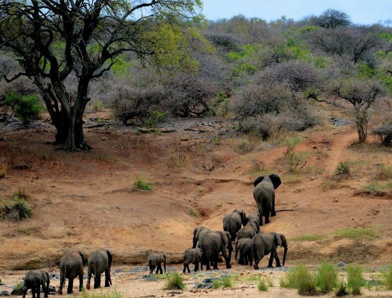 elephants walking in procession