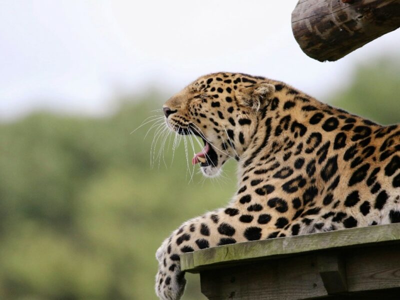 Leopard yawning while lying on a lookout point