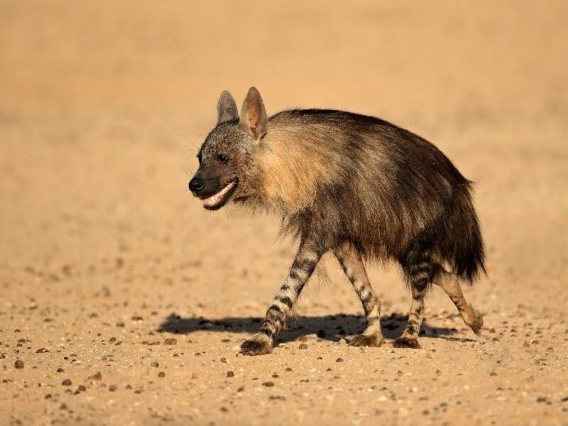 Brown hyena walking across the plain
