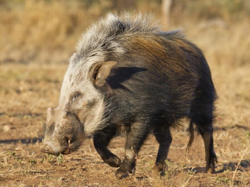 Adult Bushpig