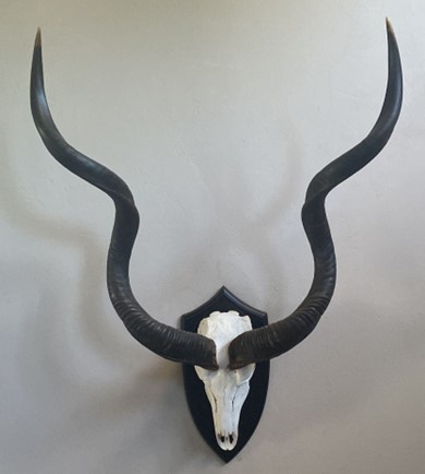 Skull showing horns mounted on a plaque