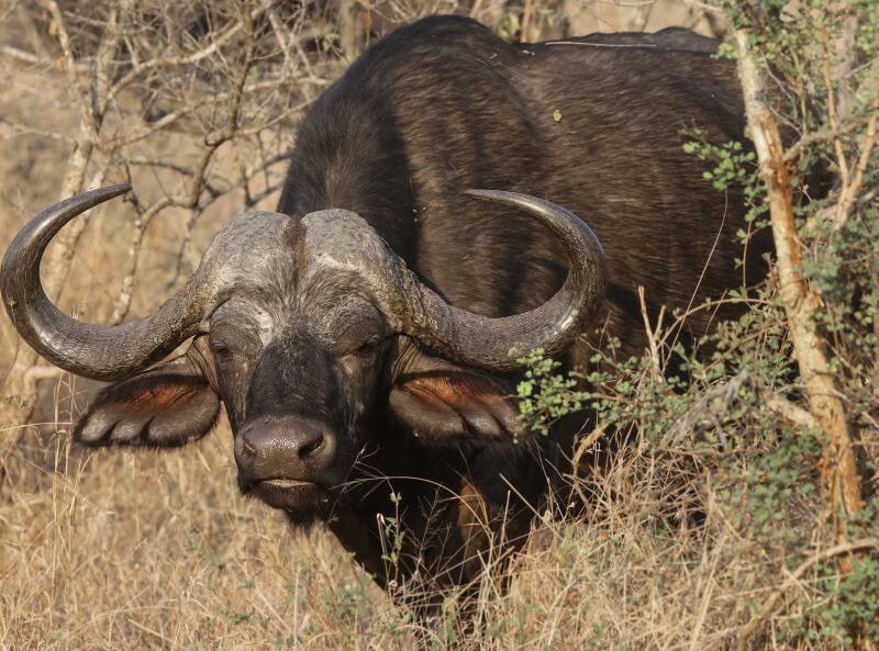 Large Dugga Boy emerging from the bushes