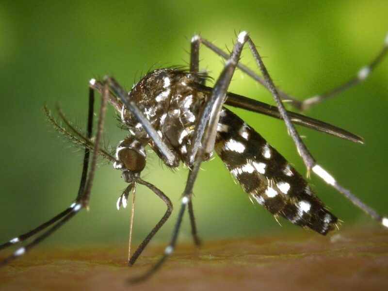 Mosquitoes remain one of the most annoying pests on an African game hunting safari