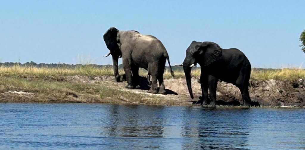 Namibia’s Caprivi Strip is home to a variety of wildlife, including the African elephant
