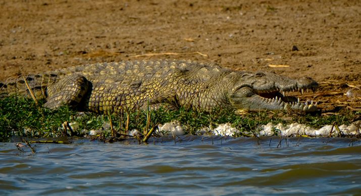 hunting Nile Crocodile on the banks of the chobe
