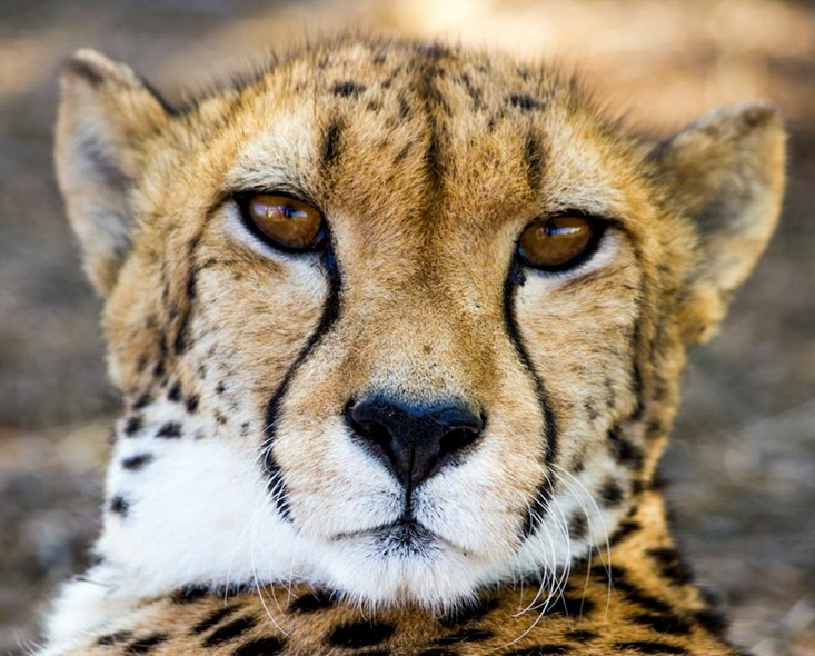Close up of a cheetah