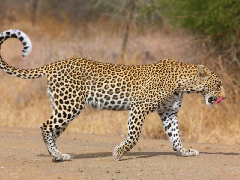 leopard walking
