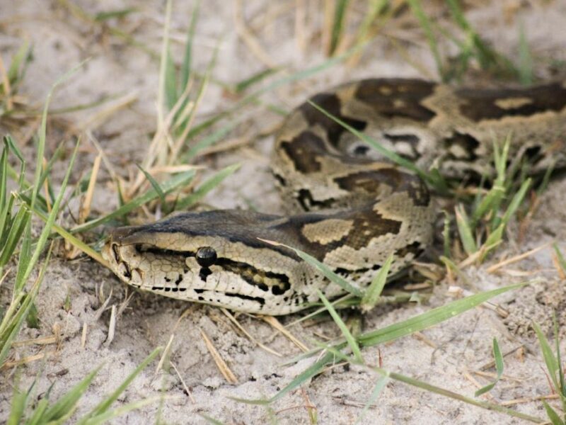 African rock python snake