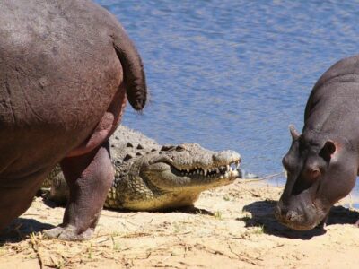 The Nile crocodile and hippo share the same habitat, ensuring a great combination game hunting safari.