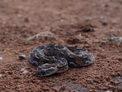 Young puff adder