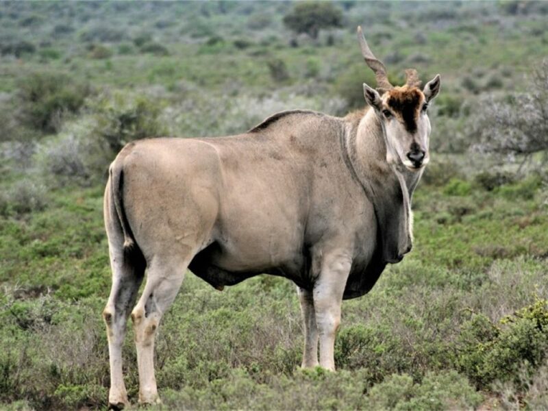Eland in the wild